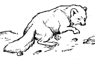 Arctic Fox Sketch