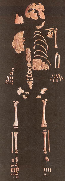 esqueleto del niño de Lagar Velho. http://donsmaps.com/clickphotos/lagarvelho1.jpg