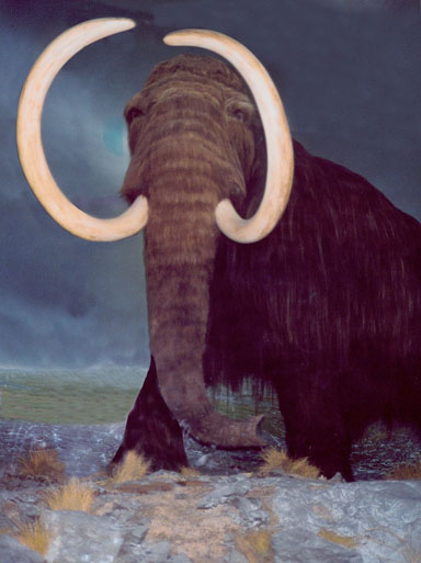A superb mammoth displayed in the Royal British Columbian Museum in Victoria, B.C.