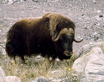  http://www.donsmaps.com/clickphotos/muskox.jpg  