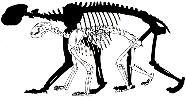 Cave Bear Skeleton