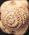 venus of willendorf