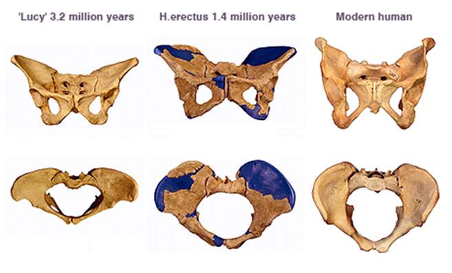 homoerectuspelviscomp.jpg