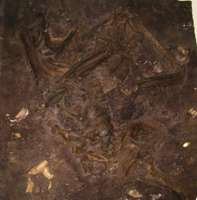 Kebara Skeleton