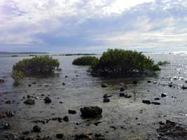 Lagoon with mangroves at Diggers Camp Beach