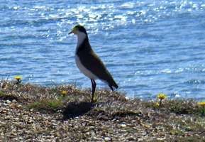 Spur Winged Plover on the headland