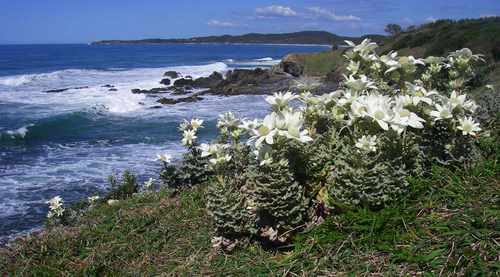 Headland at Minnie Water, looking towards Diggers Camp and Wooli, with Flannel Flowers in the foreground