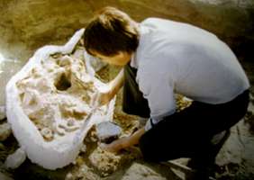 preservation of a mammoth skull