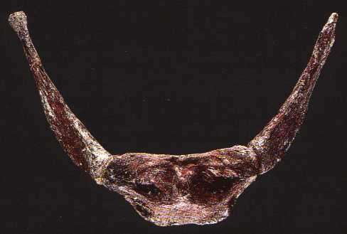 Kebara Hyoid