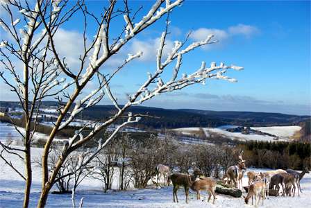 Altenberg scene