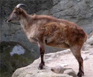 tahr