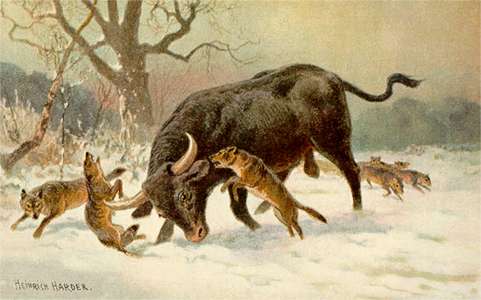 Aurochs attacked  by wolves