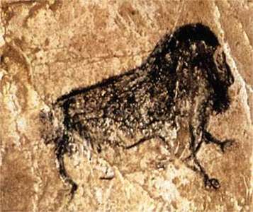 musk ox