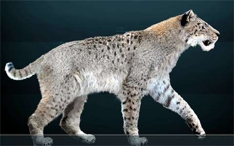 isturitz big cat