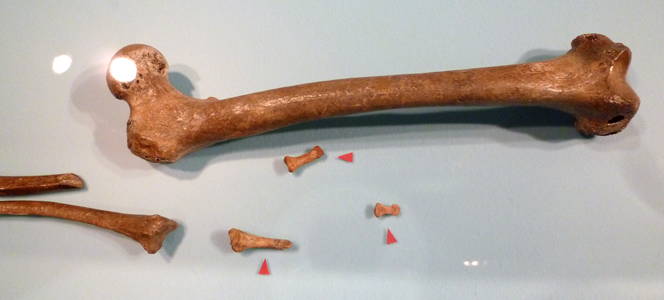 original neanderthal