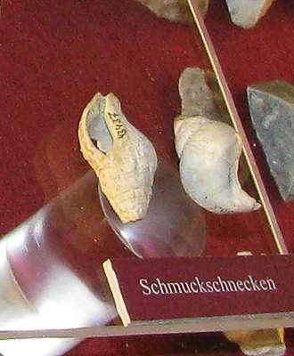 Willendorf layers 1-4 display shells