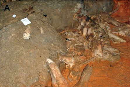 bones in the skull chamber