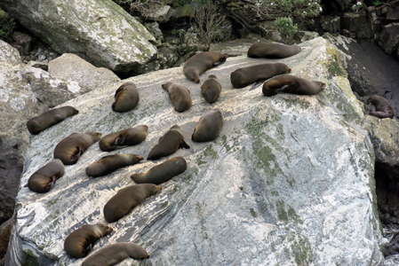 seals