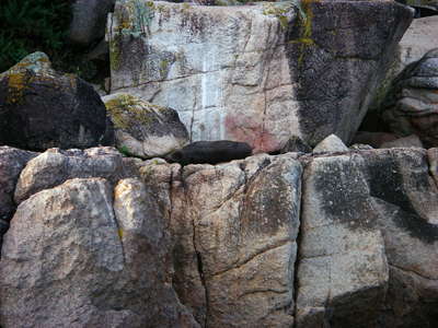 Seal Abel Tasman