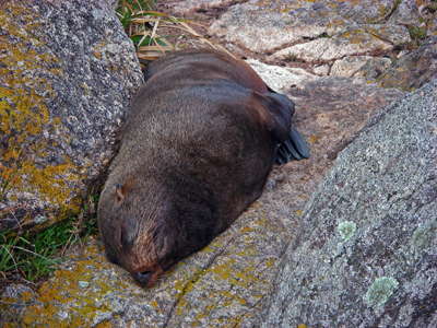 Seal Abel Tasman
