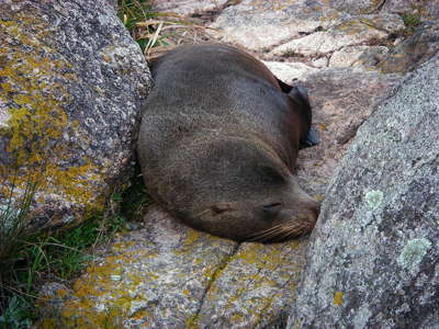 Seal Abel Tasman