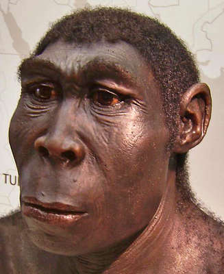 erectus reconstruction