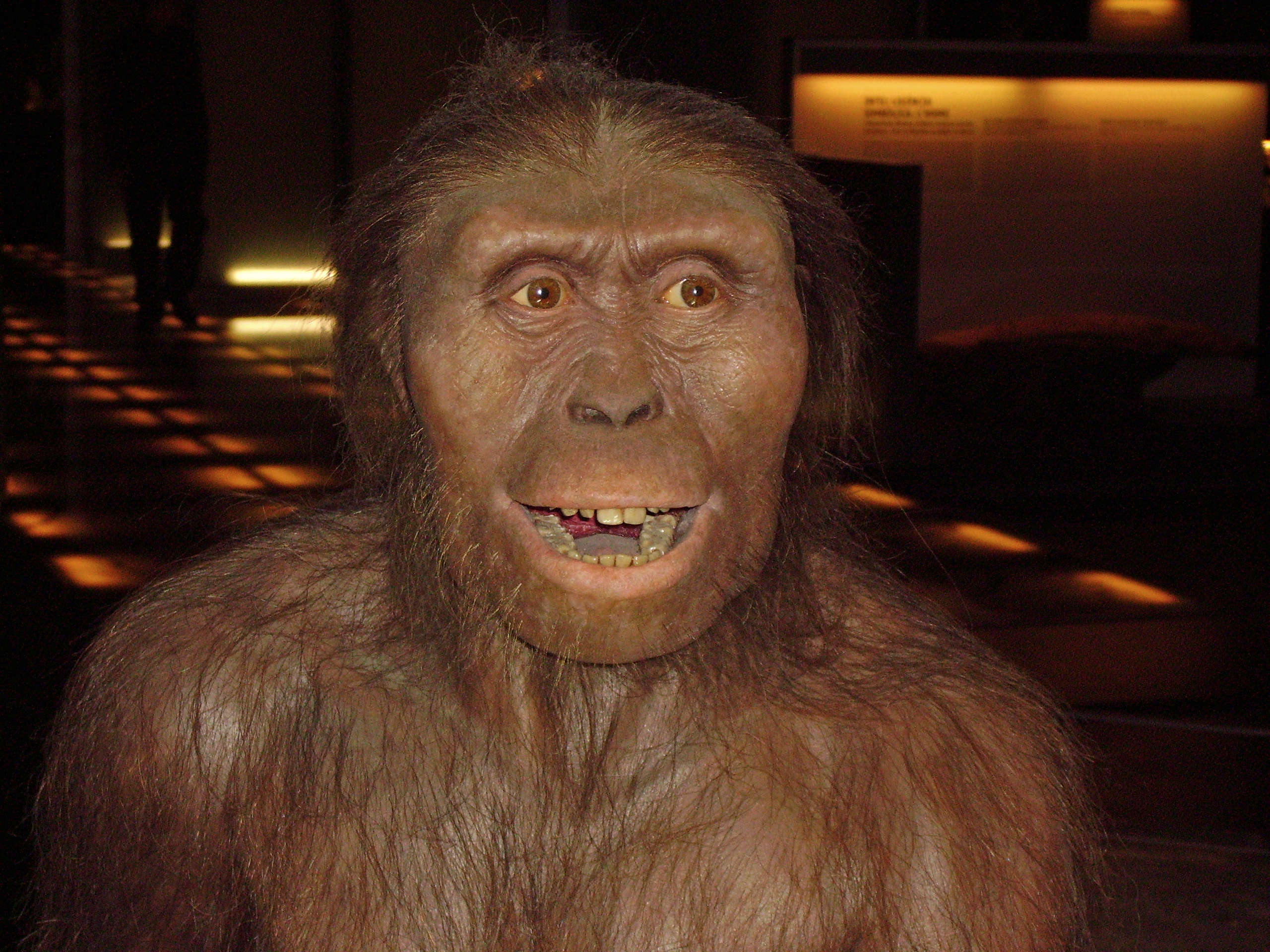 lucy-australopithecus-afarensis