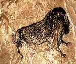 musk ox