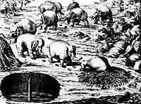 elephant trap