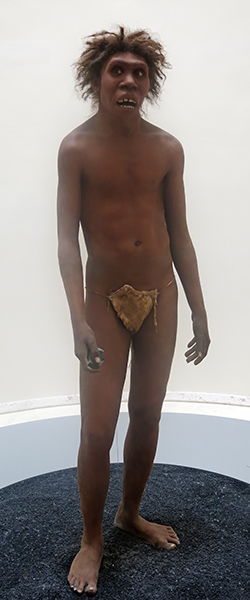 Turkana Boy