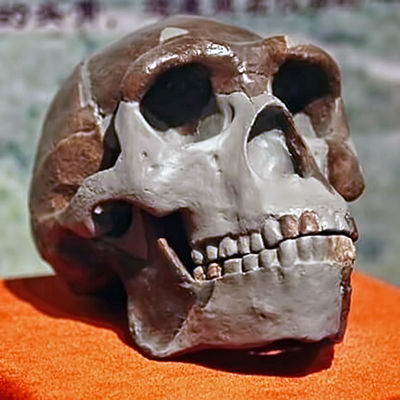 skull