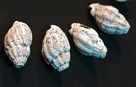 Homo Aurignaciensis Hauseri shells