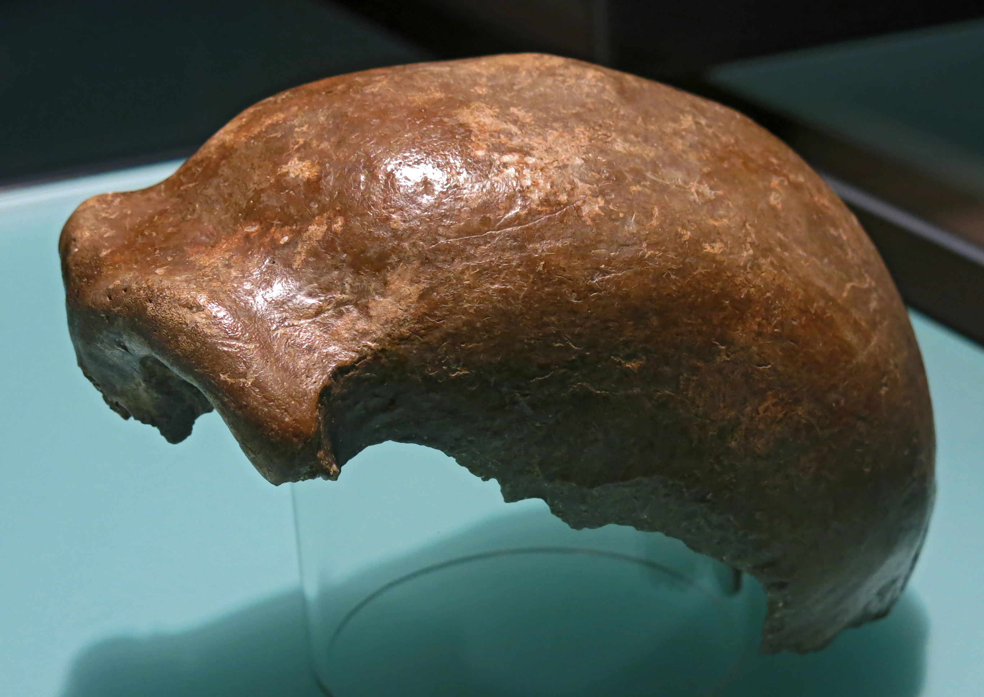 Neanderthal Fossils For Sale At Joshua Freeman Blog Neanderthal Fossils For Sale At Joshua Freeman Blog