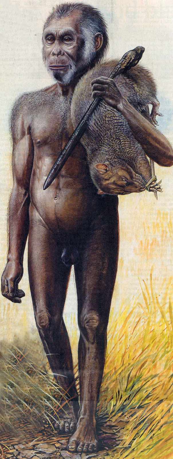 Ricostruzione dipinta dell'uomo floresiensis
