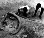mammoth site
