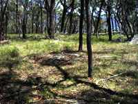 bushwalk