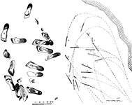 footprints