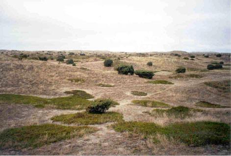 Anholt - the only desert in Denmark