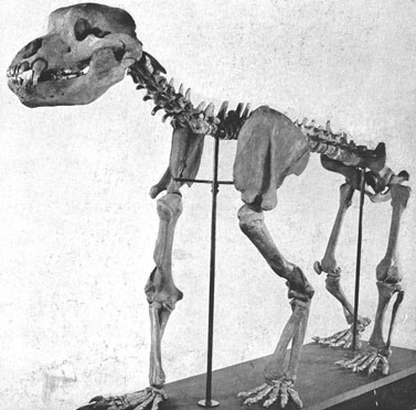 cavebear skeleton