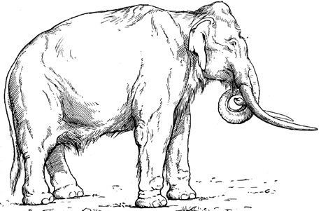 southernmammoth