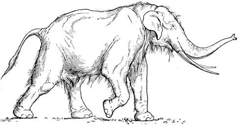 Straighttusked or ancient elephant