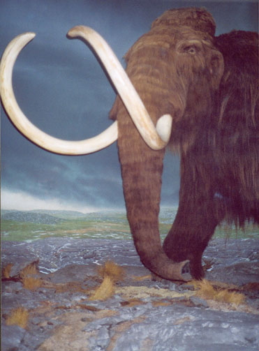 Front of the mammoth