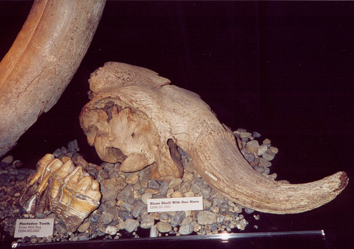 Mastodon tooth, a close relative of the mammoth, bison skull and horn, with mammoth tusk in background.