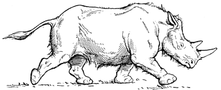 Merck's rhinoceros