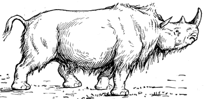 woolyrhinoceros