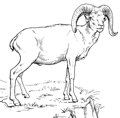 Argali Sheep