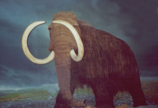 The whole mammoth
