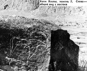 Bezoar Goat (or Persian Ibex) at stone 7