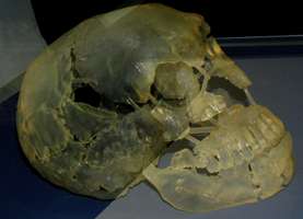 Le Moustier skull