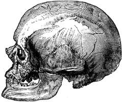 Cro-Magnon skull